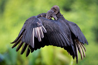 Black Vulture