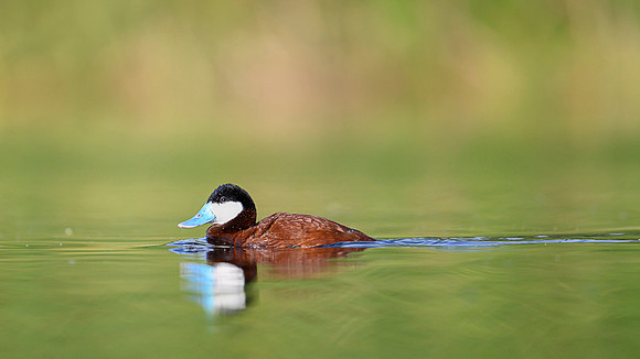 Ruddy duck
