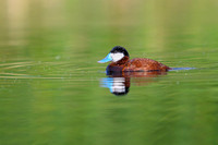 Ruddy duck