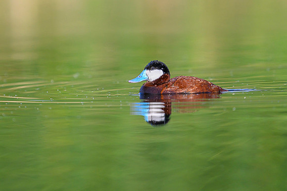Ruddy duck
