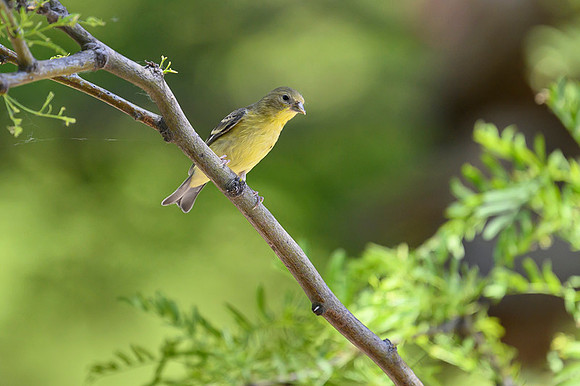 Lesser Goldfinch