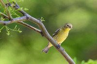 Lesser Goldfinch