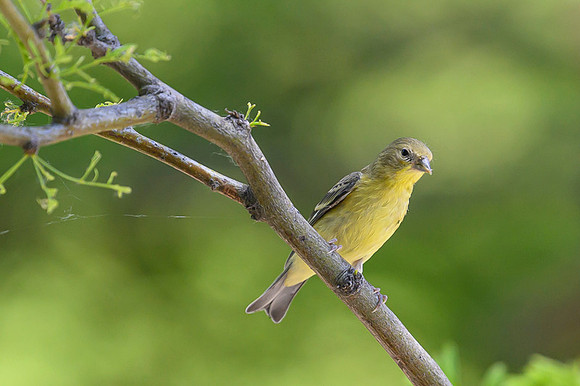 Lesser Goldfinch