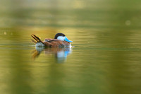 Ruddy duck