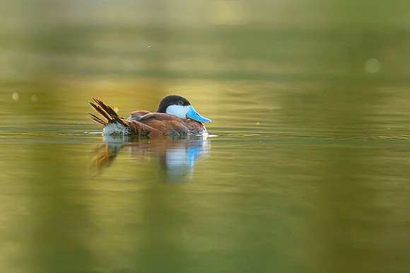 Ruddy duck
