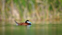 Ruddy duck