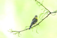 Lesser Goldfinch