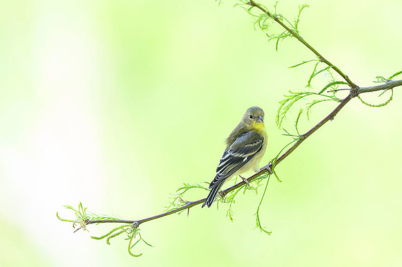 Lesser Goldfinch