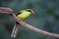 Green magpie