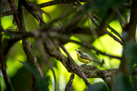 Common Tody-Flycatcher