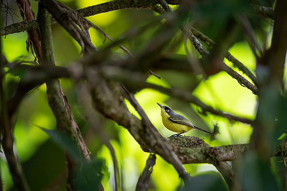 Common Tody-Flycatcher