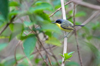 Common Tody-Flycatcher
