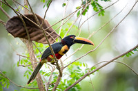 Fiery-billed Aracari