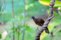 Grey-headed Chachalaca