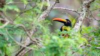 Fiery-billed Aracari