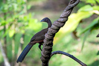 Grey-headed Chachalaca