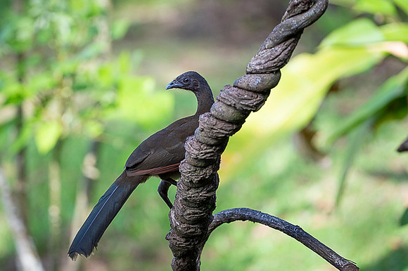 Grey-headed Chachalaca