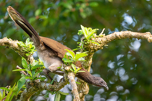 Grey-headed Chachalaca