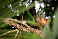 Grey-headed Chachalaca