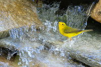 Wilson's warbler