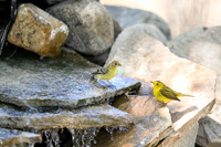Wilson's warbler