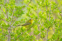 Wilson's warbler