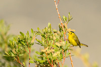 Wilson's warbler
