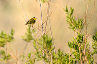 Wilson's warbler