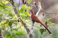 Squirrel Cuckoo