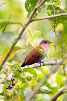 Squirrel Cuckoo