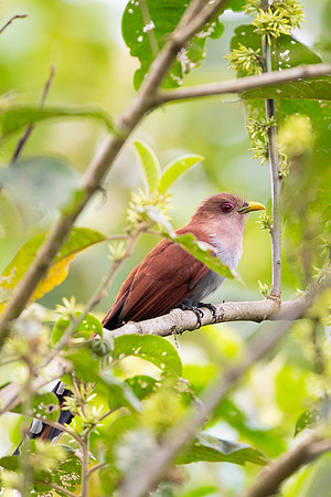 Squirrel Cuckoo