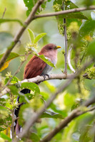 Squirrel Cuckoo