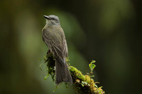 Goilden-crowned flycatcher