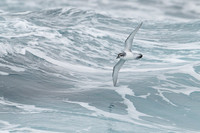 Antarctic Prion