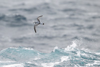 Antarctic Prion