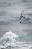 Antarctic Prion