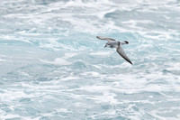 Antarctic Prion