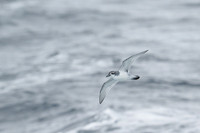Antarctic Prion