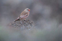 Trumpeter Finch / Gilak pustynny