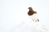 Willow Ptarmigan