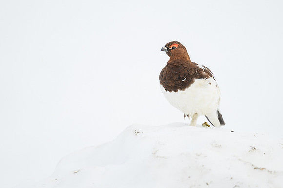Willow Ptarmigan
