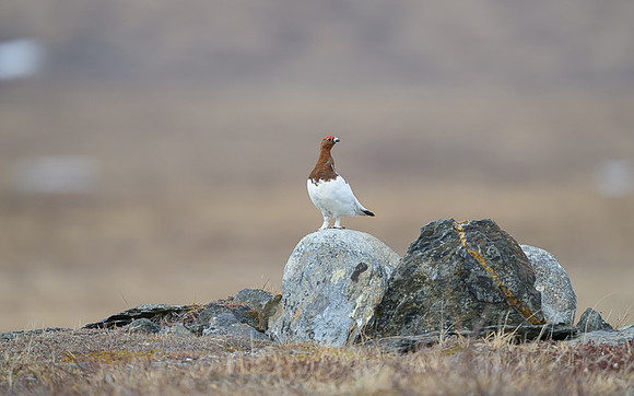 Willow Ptarmigan