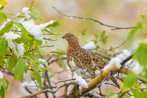 Willow Ptarmigan
