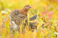 Willow Ptarmigan