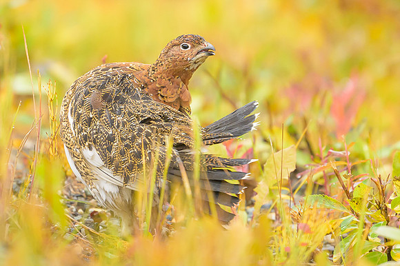 Willow Ptarmigan