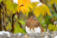 Willow Ptarmigan