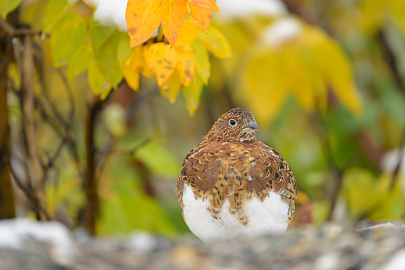 Willow Ptarmigan