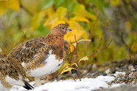 Willow Ptarmigan