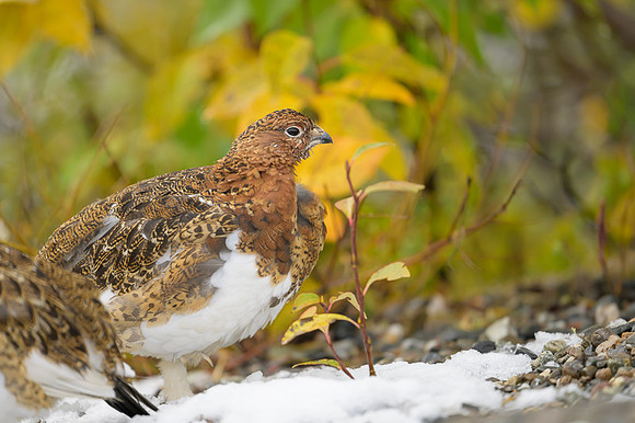 Willow Ptarmigan