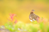 Willow Ptarmigan